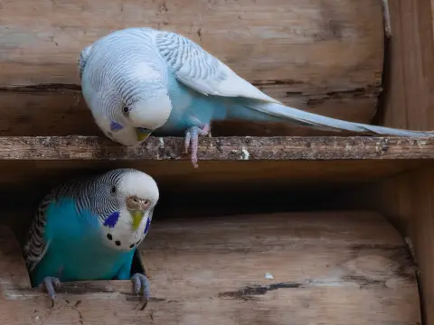 Kafesiyle birlikte muhabbet kuşu çifti sahiplendirilecek