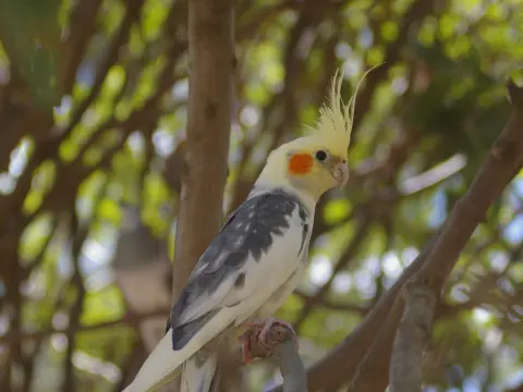 Konuşmaya yatkın lutino sultan papağanı
