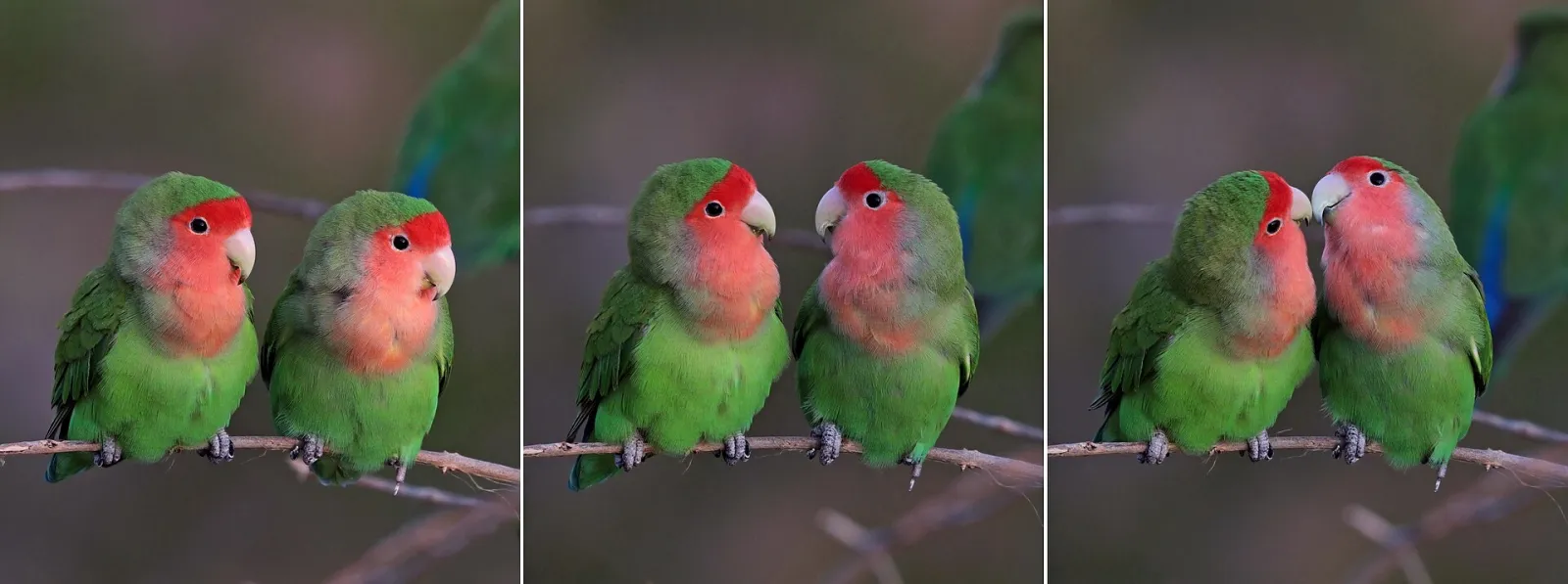 Fischeri cennet papağanı çifti, üretimde fotoğraf 2