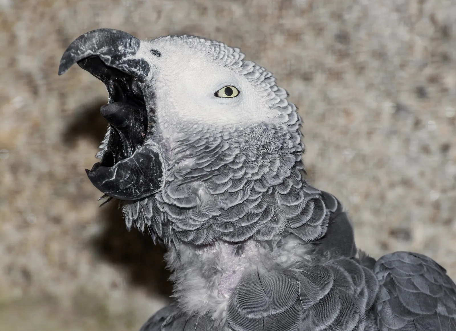 CITES belgeli Jako papağanı, konuşuyor fotoğraf 2