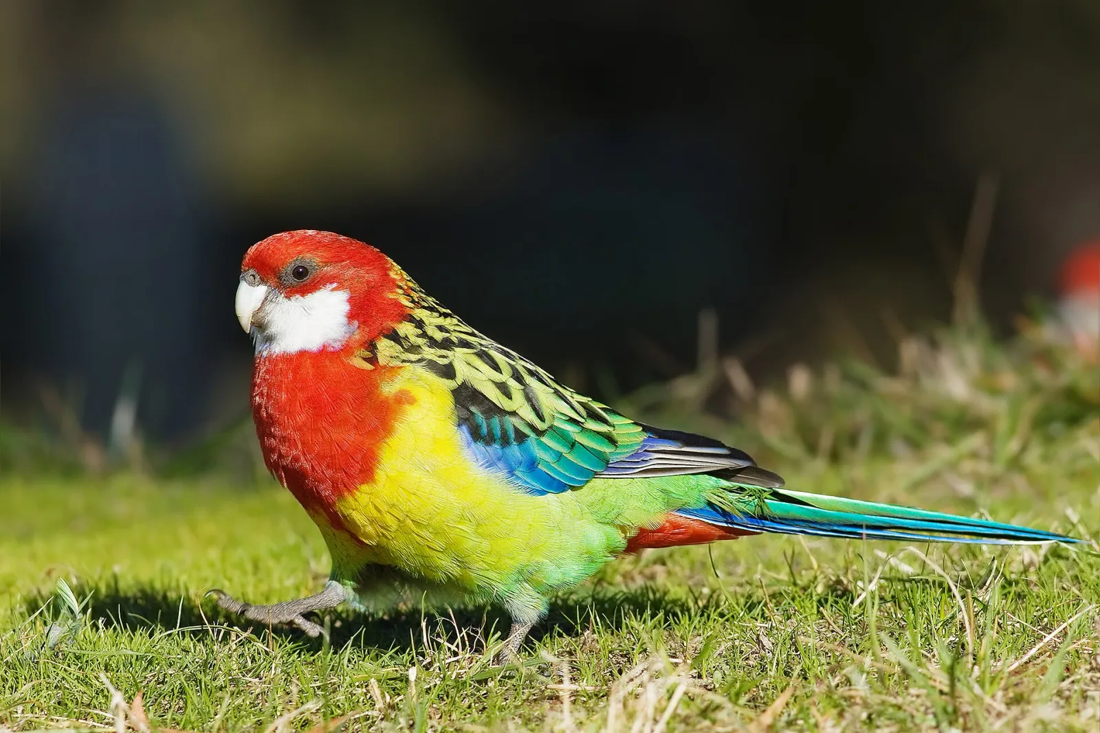 Kızıl rosella çifti, damızlık fotoğraf 3