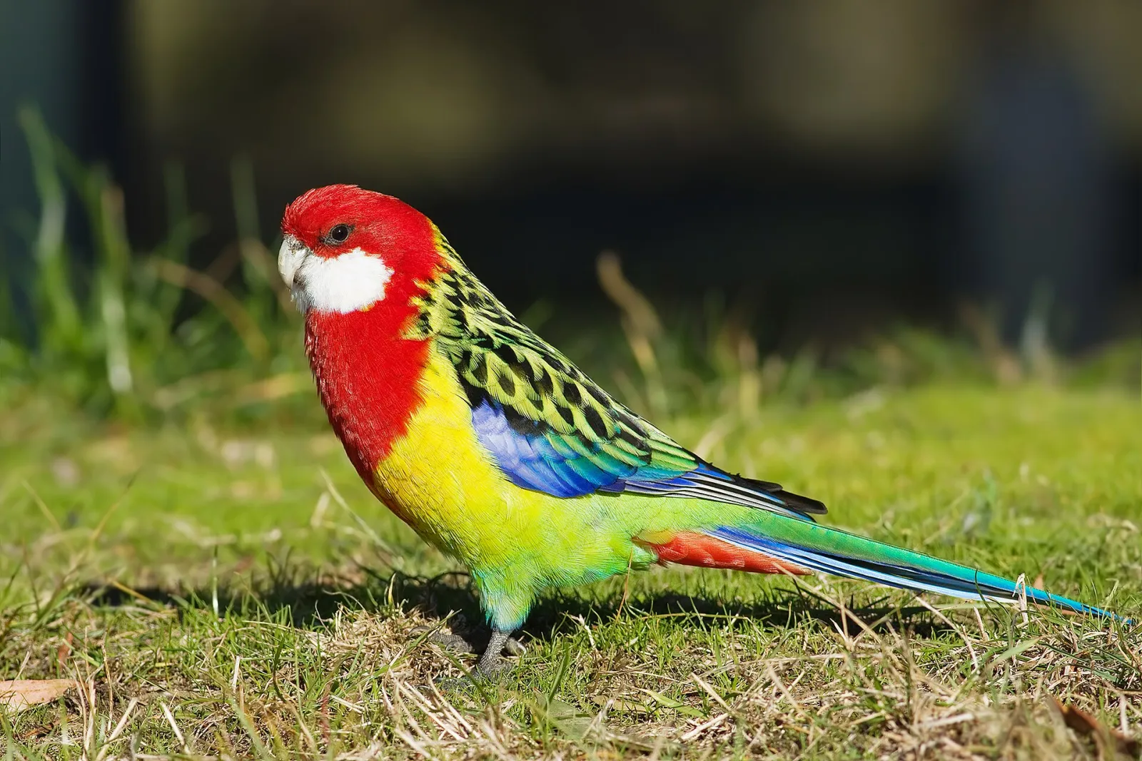 Kızıl rosella çifti, damızlık fotoğraf 2
