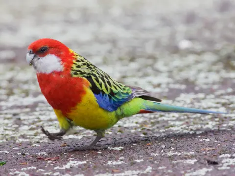 Kızıl rosella çifti, damızlık