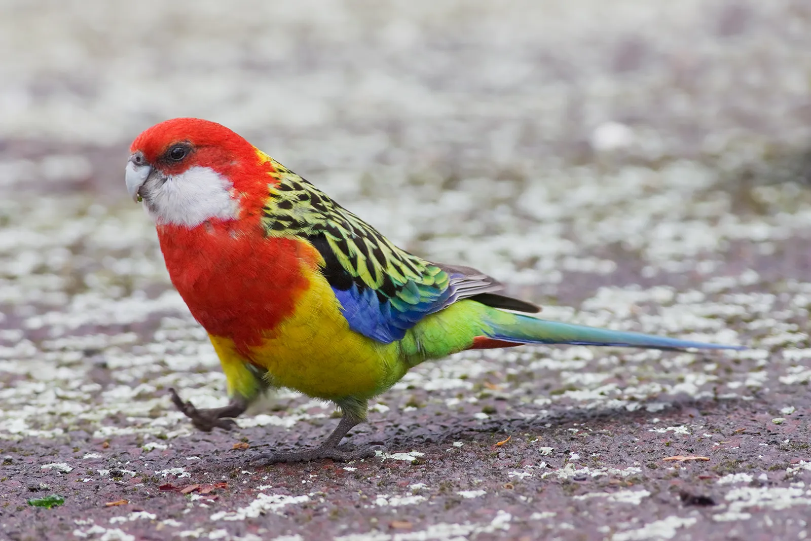 Kızıl rosella çifti, damızlık fotoğraf 1