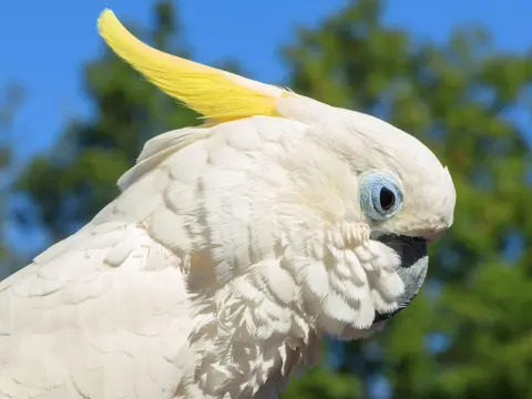 CITES belgeli sarı tepeli kakadu