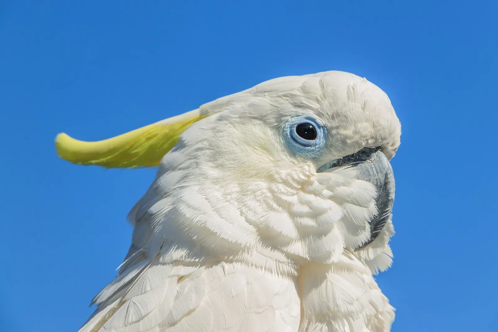 CITES belgeli sarı tepeli kakadu fotoğraf 2