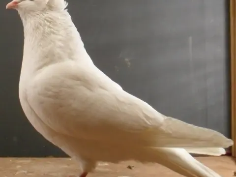 Hünkari güvercin yavruları