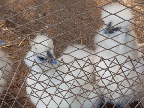 İpek (silkie) tavuk, beyaz