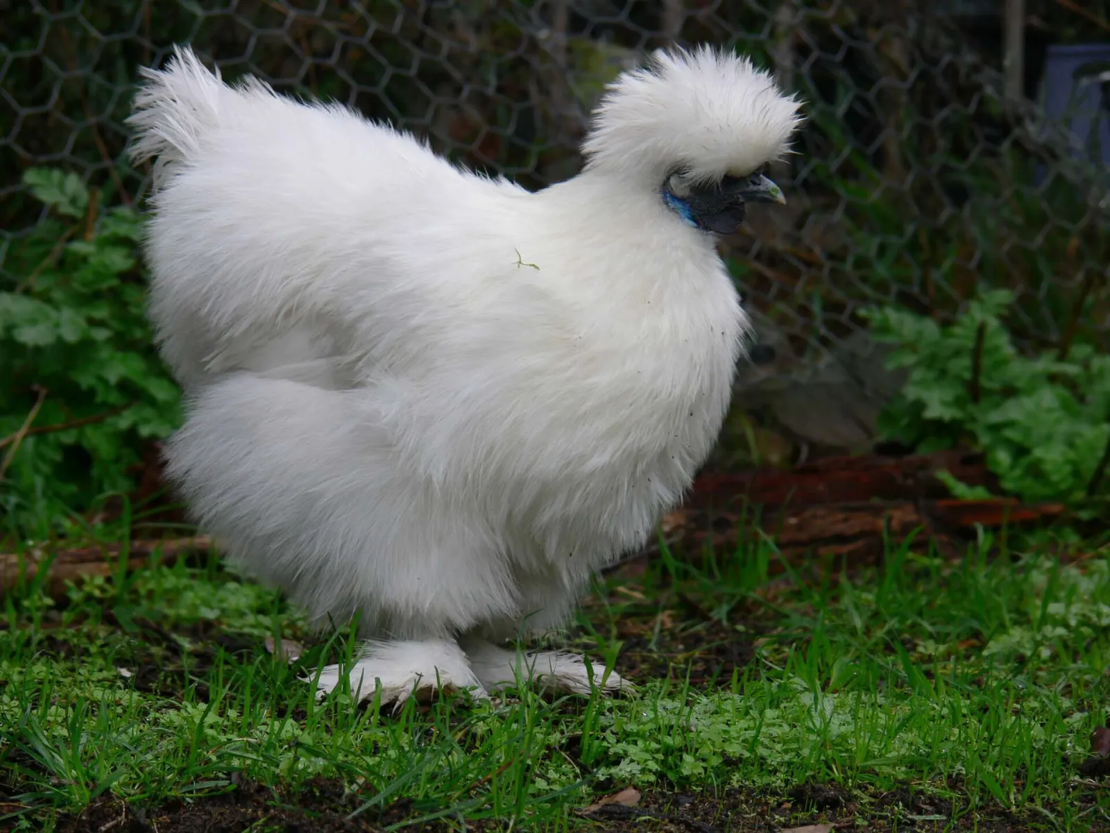 İpek (silkie) tavuk, beyaz fotoğraf 2